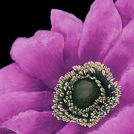 Brilliant Blooms II by Linda Wood art print