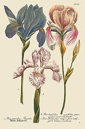 Iris Resplendant III by Joseph Weinmann art print