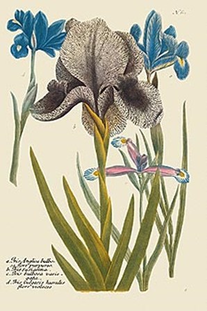 Iris Resplendant IV by Joseph Weinmann art print