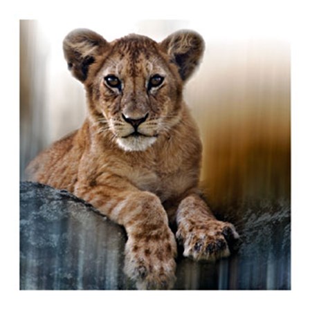 Cub by Bobbie Goodrich art print