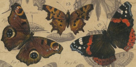 Bold Butterfly Panel I by Jennifer Goldberger art print