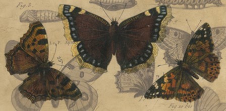 Bold Butterfly Panel III by Jennifer Goldberger art print
