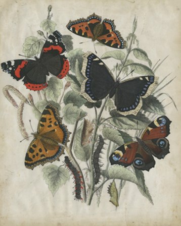 Butterfly Haven I by Vision Studio art print