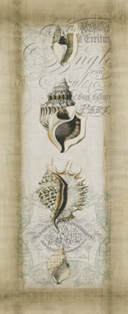 Cartouche &amp; Shells II by Jennifer Goldberger art print
