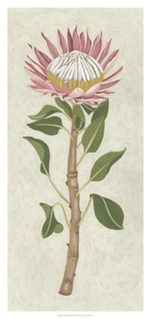 Non-Embellished Protea I by Chariklia Zarris art print