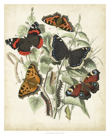 Non-Embellished Butterfly Haven I by Vision Studio art print