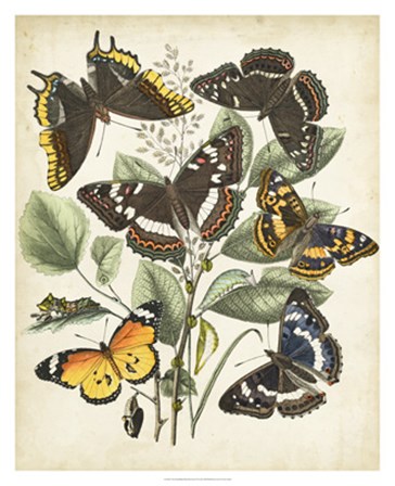 Non-Embellished Butterfly Haven II by Vision Studio art print