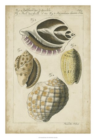 Vintage Shell Study I by F Martini art print