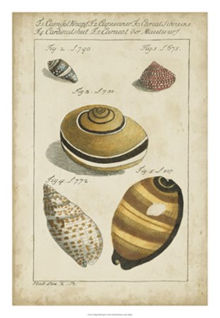 Vintage Shell Study IV by F Martini art print