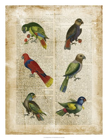 Antiquarian Parrots I by Vision Studio art print