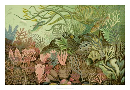 Seaweed Panorama art print