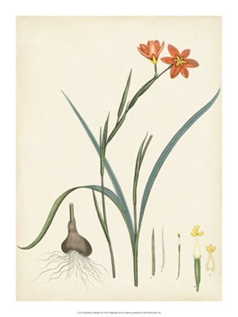 Splendors of Botany III art print