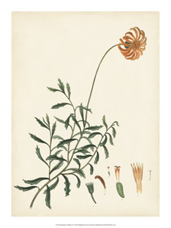 Splendors of Botany IV art print