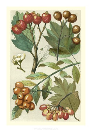 Fruits &amp; Foliage IV by Vision Studio art print