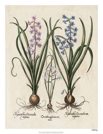Besler Hyacinth I by Basilius Besler art print