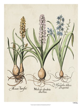 Besler Hyacinth II by Basilius Besler art print