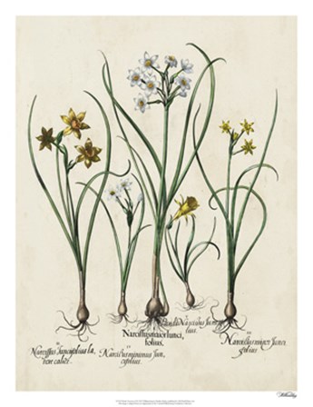 Besler Narcissus II by Basilius Besler art print