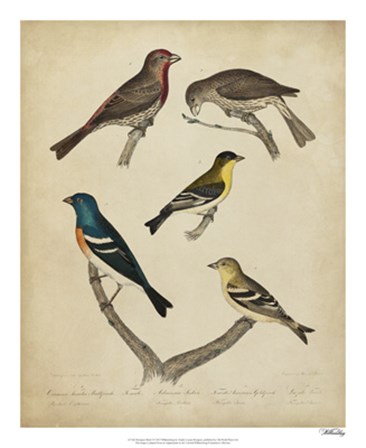 Bonapart Birds I by Charles I. Bonapart art print