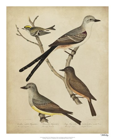 Bonapart Birds II by Charles I. Bonapart art print