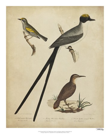 Bonapart Birds III by Charles I. Bonapart art print