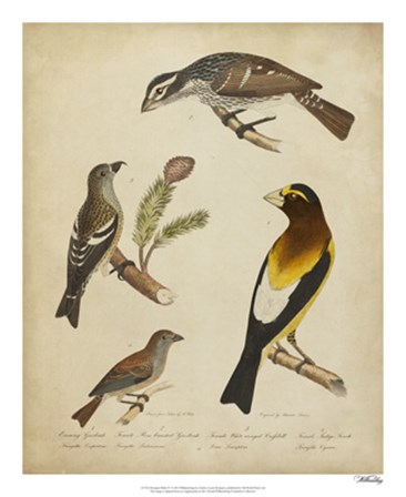 Bonapart Birds IV by Charles I. Bonapart art print