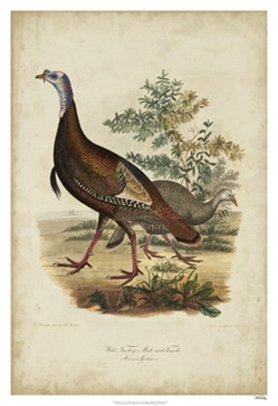 Wild Turkey by Charles I. Bonapart art print