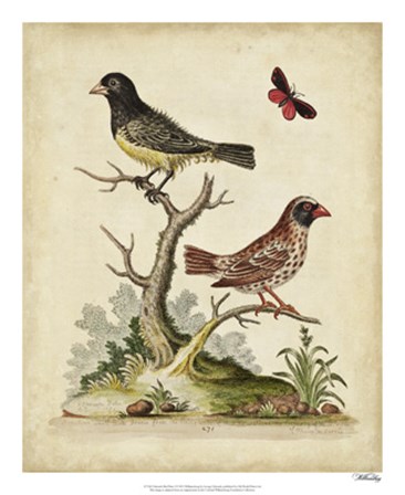 Edwards Bird Pairs I by George Edwards art print