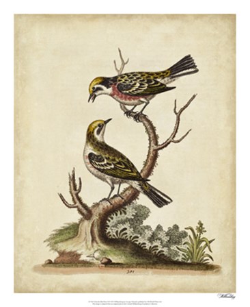 Edwards Bird Pairs II by George Edwards art print