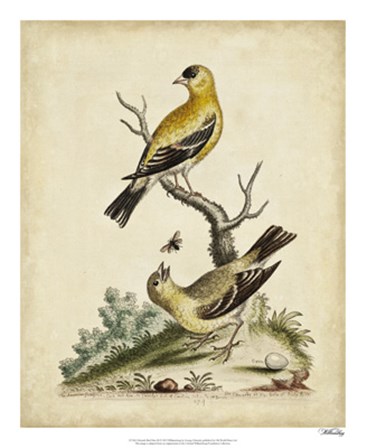 Edwards Bird Pairs III by George Edwards art print