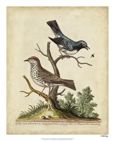 Edwards Bird Pairs V by George Edwards art print