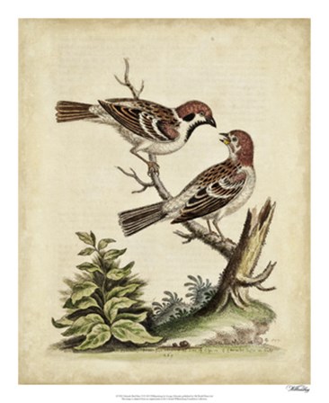 Edwards Bird Pairs VI by George Edwards art print