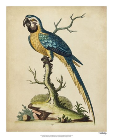 Edwards Parrots II by George Edwards art print