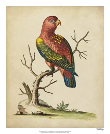 Edwards Parrots IV by George Edwards art print