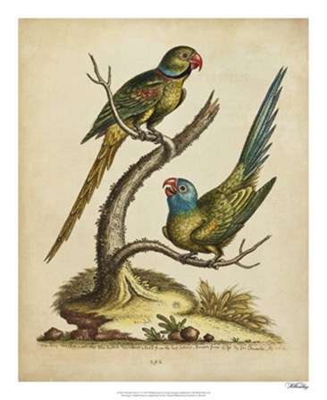 Edwards Parrots V by George Edwards art print