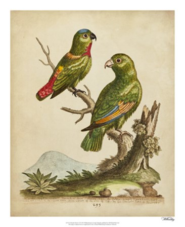 Edwards Parrots VI by George Edwards art print