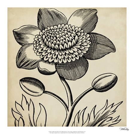 Graphic Floral III by Vision Studio art print