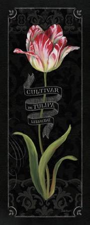 Tulipa Botanica III by Lisa Audit art print