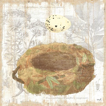Botanical Nest I by Moira Hershey art print
