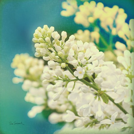 Natures Lilac Blossom by Sue Schlabach art print