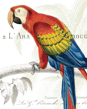Parrot Botanique II by Wild Apple Portfolio art print