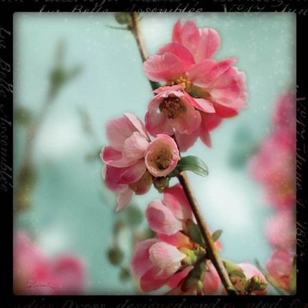 Quince Blossoms III by Sue Schlabach art print