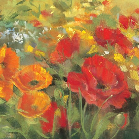 Oriental Poppy Field I by Carol Rowan art print