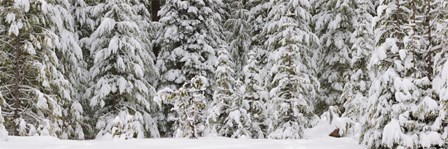 Snow covered pine trees, Deschutes National Forest, Oregon, USA by Panoramic Images art print