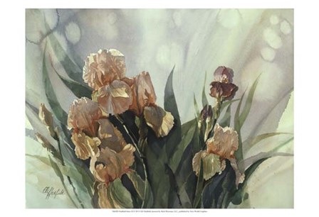 Hadfield Irises II by Clif Hadfield art print