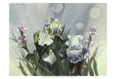 Hadfield Irises III by Clif Hadfield art print