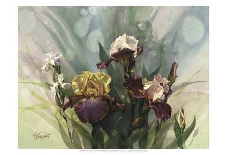 Hadfield Irises VI by Clif Hadfield art print