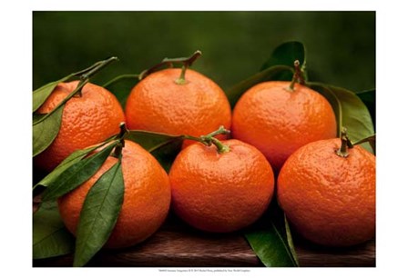 Satsuma Tangerines II by Rachel Perry art print