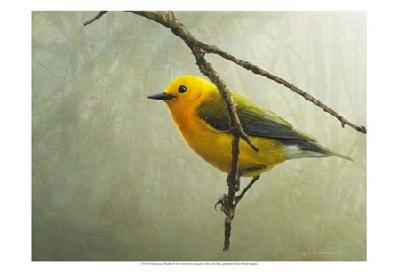 Prothonotary Warbler by Chris Vest art print