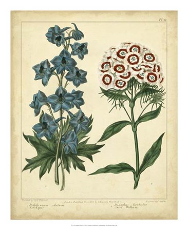 Garden Flora II by Sydenham Edwards art print