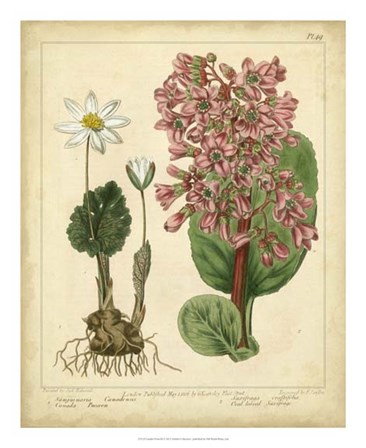 Garden Flora III by Sydenham Edwards art print